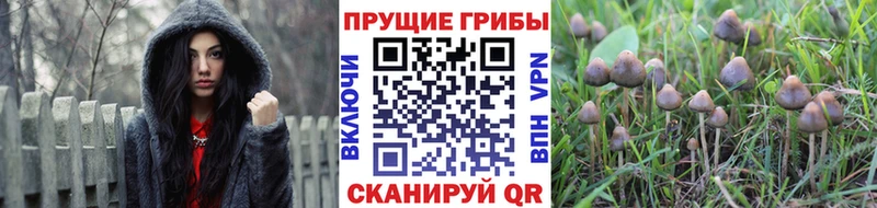 Псилоцибиновые грибы прущие грибы  где найти наркотики  Ковров 